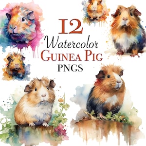 Guinea pig watercolor clipart files for instant download, watercolor Guinea pig PNG files for scrapbooking, Guinea pig digital designs