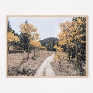 Aspen Tree Photo Colorado Photography Print, Nature Photography for Custom Gallery Wall, Aspen Gift