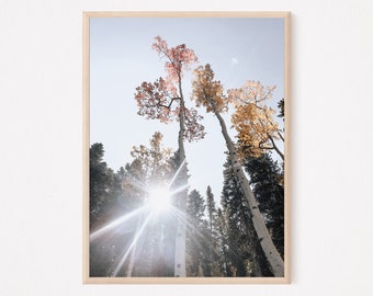 Aspen Tree Photo Colorado Photography Printable Wall Art, Custom Gallery Wall & Custom Wall Art Size Best Poster Gift, Aspen Gift