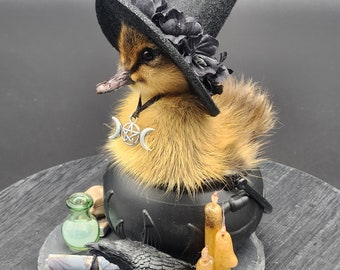 Genuine Taxidermy Duckling Cauldron Witch