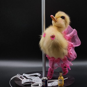May include: A yellow duckling figurine wearing pink lingerie and high heels, posed next to a silver pole. The duckling has pink heart-shaped pasties. A miniature beer can, bottle of liquor, and fake money are on the base.