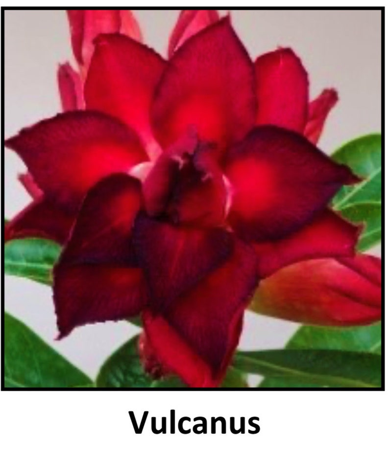 Adenium Obesum Grafted Plant VULCANUS Desert Rose Plantusa Etsy