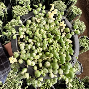 6&quot; Variegated String of Pearls
