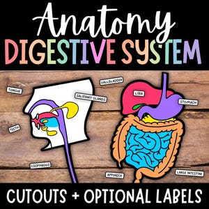 Recortes de anatomía del sistema digestivo, etiquetado del sistema digestivo, ciencia del cuerpo humano para niños, sistema digestivo imprimible, actividad de biología