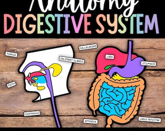 Human Digestive System: Digestive System for Kid, Sistema Digestivo, Digestive System Model, Human Body Anatomy, Organs Coloring Craft (PDF)