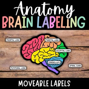 Può includere: Un diagramma colorato del cervello umano con etichette per i lobi frontale, parietale, occipitale, temporale, il cervelletto e il midollo spinale. Le etichette sono mobili, il che lo rende un ottimo strumento educativo per imparare il cervello.