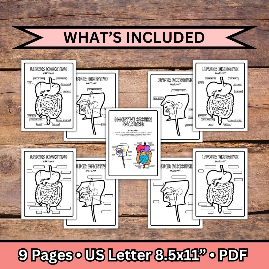 Digestive System Coloring Pages, Human Body Science for Kids, Printable