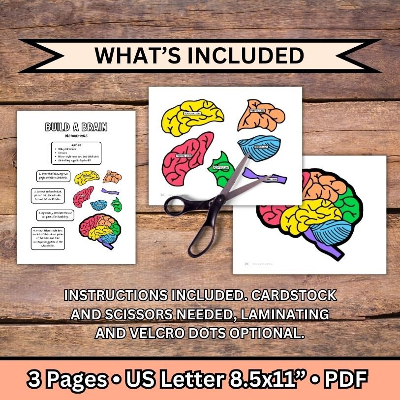 Human Brain Anatomy for Kids, Printable, Brain Activity, Brain Puzzle ...