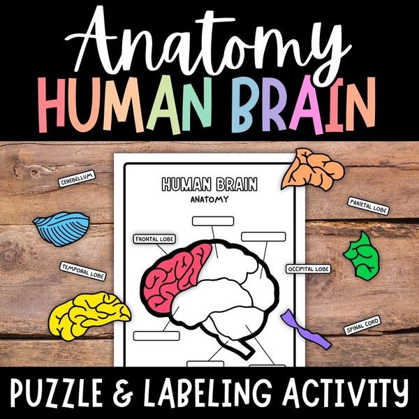 May include: A printable human brain anatomy puzzle and labeling activity. The worksheet features a black and white outline of the brain with labels for the frontal, temporal, parietal, occipital lobes, cerebellum, and spinal cord.  The puzzle pieces are color-coded and include the names of each brain part.