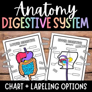 Digestive System Anatomy, Digestive System Labeling, Human Body Science for Kids, Printable Digestive System Activity, Anatomy Worksheets