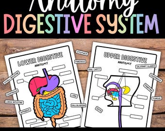 Digestive System Anatomy: Labeling Activity for Kids (PDF)