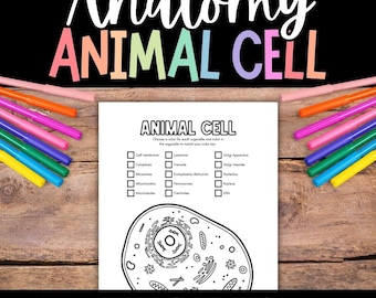 Animal Cell, Anatomy Coloring Page, Human Anatomy, Human Cell Labeling, Human Body Science, Printable Cell Worksheet, Biology Activity