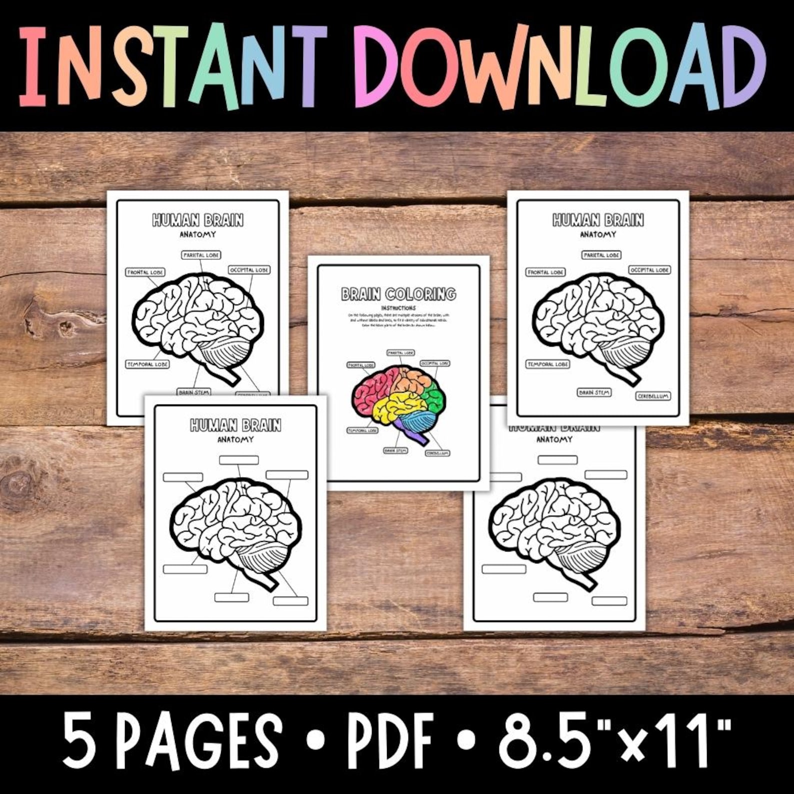 Brain Coloring Worksheet.pdf Human Brain, Brain Anatomy Coloring, Science for Kids, Printable, Brain ...
