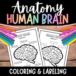 Human Brain, Brain Anatomy Coloring, Science for Kids, Printable, Brain Activity, Worksheets, Brain Labeling, Brain Coloring Pages, Biology