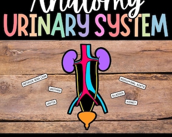 Urinary System Model, Urinary System Diagram, Urinary System Labels, Human Body for Kids, Printable Anatomy Activity, Urinary System Cutouts
