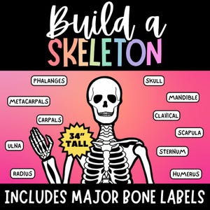Artisanat imprimable squelette, système squelettique, squelette avec étiquettes osseuses, anatomie du squelette humain, déco squelette d'Halloween, découpe squelette