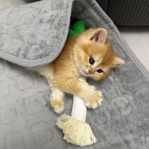 Peluche poireau à l'herbe à chat, oignon vert à mâcher pour chats, petits chiens, smiley