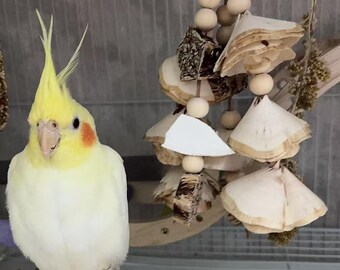 Natural Parrot Chew Toy with Carambola, Cuttlebone, Molar Toy for Budgie, Cockatiel, Cage Decoration