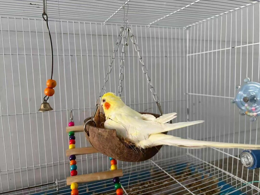 Natural Coconut Shell Bird Nest With Perch/swing, Parrot Summer Cool ...