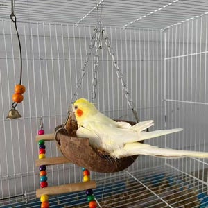 May include: A yellow cockatiel with orange cheek patches rests in a hanging coconut shell bird perch inside a wire cage. The cage also contains a small wooden ladder with colorful beads and a bell.
