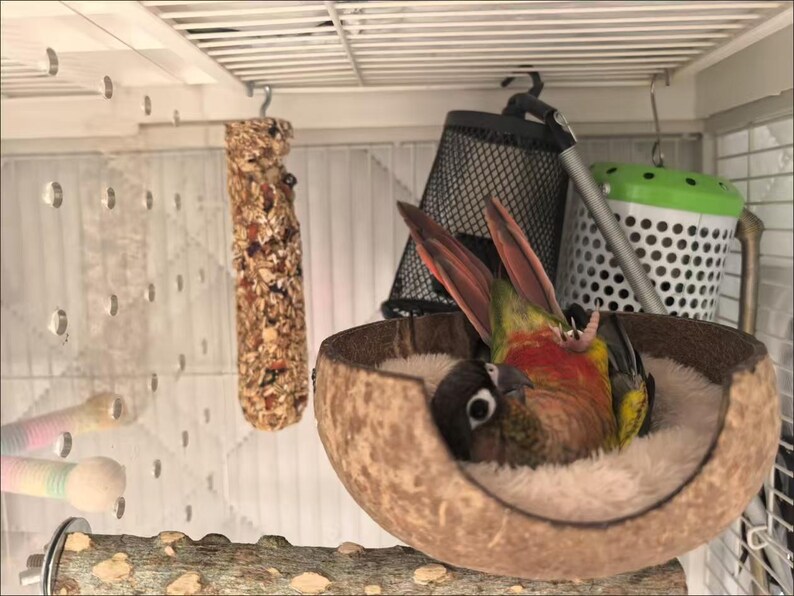 Natural Coconut Shell Bird Nest With Perch/swing, Parrot Summer Cool ...