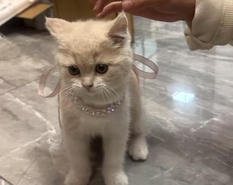 Pink Aurora Cat Collar, Fairy Bow Tie Necklace, Pet Photo Prop (1.5-7.5 kg)