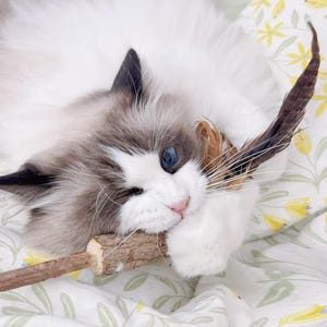 May include: A fluffy, white and gray cat with striking blue eyes, playfully holding a small wooden stick and a feather. The cat is lying on a floral patterned blanket, creating a cozy and charming scene.