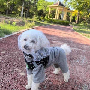 Puede incluir: Un perro Bichon Frise blanco con un mono gris, un arnés negro y un velo blanco con detalles de estrellas doradas. El perro está sobre un camino de ladrillos rojos en un parque con árboles y un mirador al fondo.