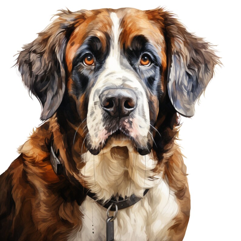 St. Bernard Clipart Bundle Adorable Dog Illustrations Etsy