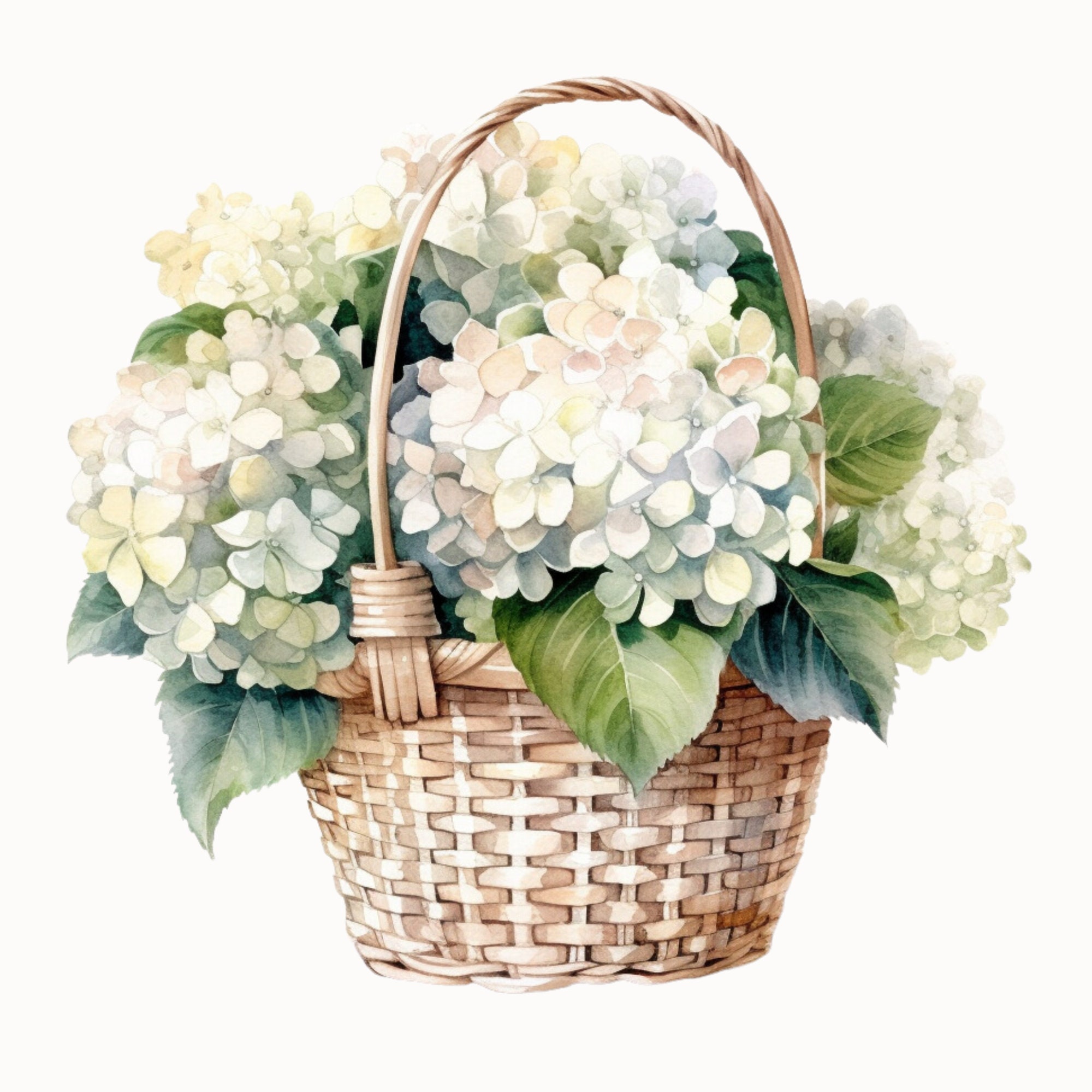 White Hydrangea Clipart Bundle High-quality PNG Files - Etsy
