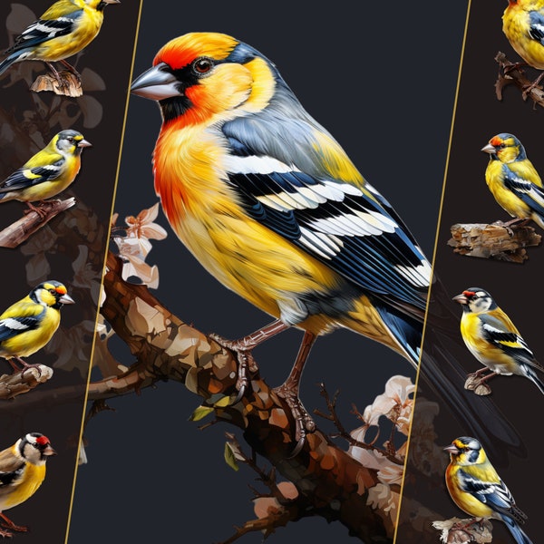 Eastern Gold Finch Clipart Bundle, Bird Illustrations, PNG Files, Transparent Background, Instant Download, for Personal & Commercial Use