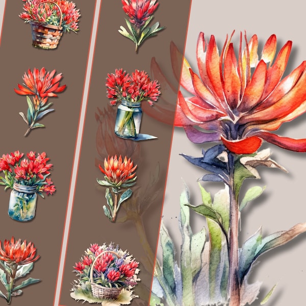 Indian Paintbrush Flower Clipart Bundle High-Resolution PNG Files Instant Download, Perfect for Personal & Commercial Use Crafting and Decor