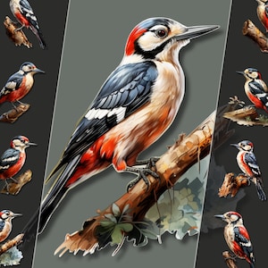 Great Spotted Woodpecker Clipart Bundle, Bird Illustrations, PNG Files, Transparent Background, Perfect for Personal & Commercial Use