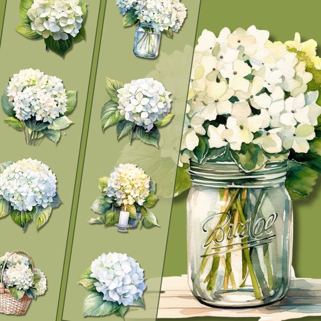 White Hydrangea Clipart Bundle - High-quality PNG Files, Instant ...
