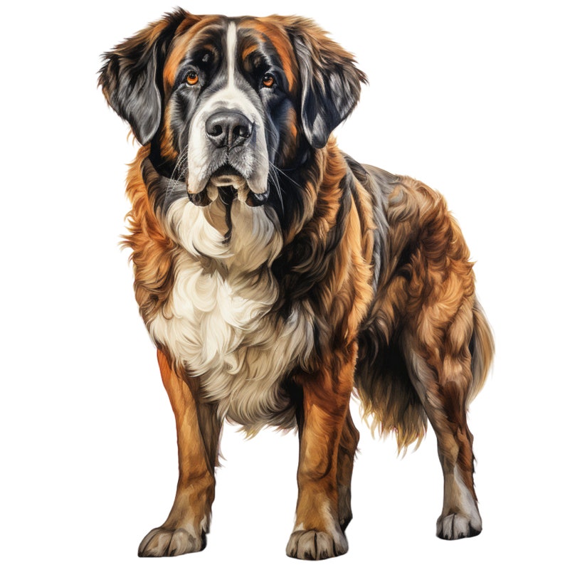 St. Bernard Clipart Bundle Adorable Dog Illustrations Etsy