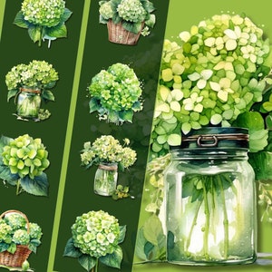 Grüne Hortensie Clipart Bundle - hochauflösende PNG-Dateien, sofortiger Download, perfekt für den persönlichen und kommerziellen Gebrauch, zum Basteln und Dekorieren