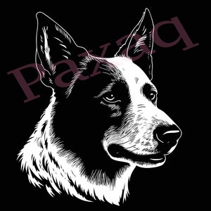 Australian Cattle Dog Svg, Alert Australian Cattle Dog Vector, Jpg Png Pdf Svg for T-shirts, Mugs, Tattoos, Stickers, Vector for dog lover