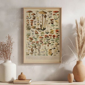 Adolphe Millot Vintage Mushrooms Illustration Poster Art Print Poster, Botanical Fungi Wall Art, Eclectic Kitchen Decor, Mycologist Gift