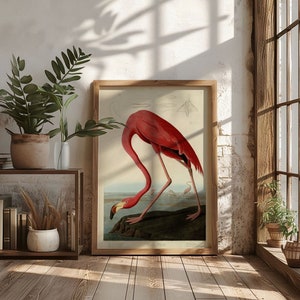 Póster con ilustración de flamenco americano de Audubon, arte de pared vintage de pájaro rosa, obra de arte científica clásica, regalo de decoración del hogar para amantes de la naturaleza