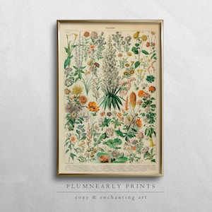 Adolphe Millot vintage bloemen illustratie poster digitale kunstafdruk, antieke bloemen botanische muurkunst, Franse wilde bloemen grafiek woondecoratie