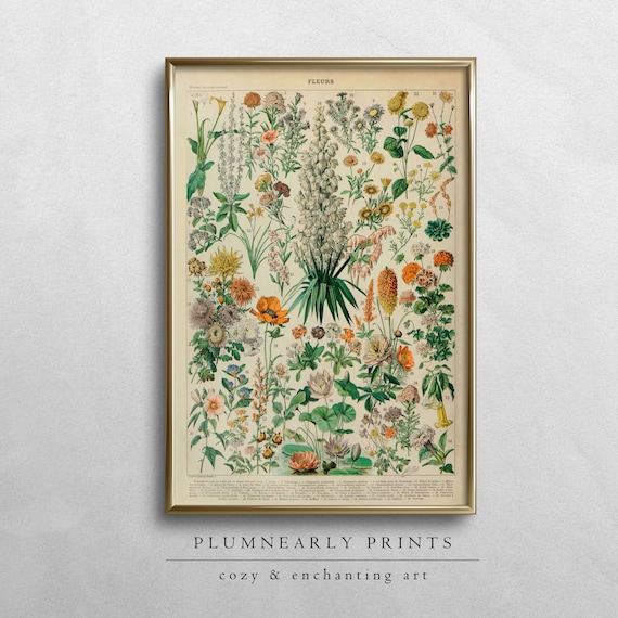 Adolphe Millot Vintage Flowers Illustration Poster Digital Art Print, Antique Floral Botanical Wall Art, French Wildflowers Chart Home Decor