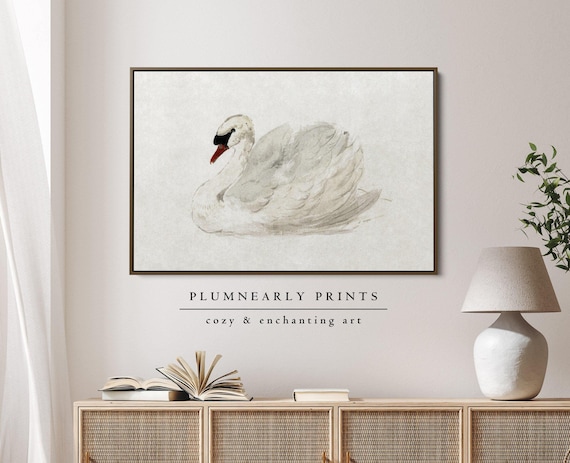 Elegant Swan Watercolor Framed Canvas, Mute Swan by Aert Schouman Art