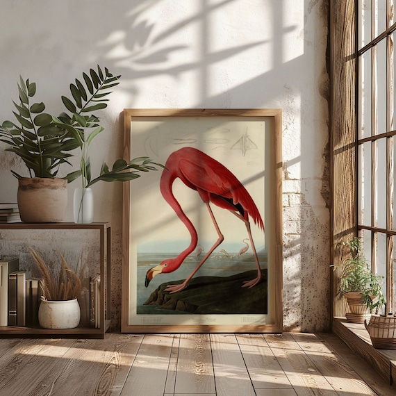 American Flamingo Audubon Illustration Art Print Poster