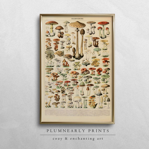 Adolphe Millot Vintage Mushrooms Illustration Poster Digital Art Print, Botanical Fungi Wall Art, Eclectic Kitchen Decor, Mycologist Gift