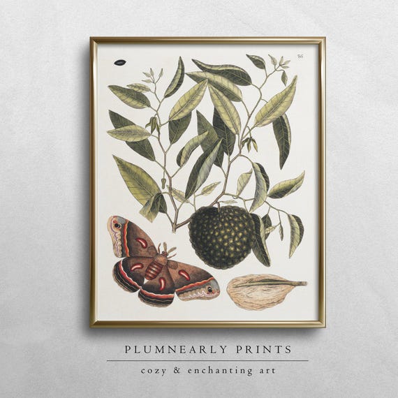 Monarch Butterfly and Cherimoya Fruit Illustration Digital Art Print, Vintage Moth Berry Botanical Art, Green Witch Decor, Nature Lover Gift