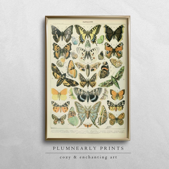 Adolphe Millot Vintage Butterflies Illustration Poster Digital Art Print, Antique Papillons Entomology Wall Art, Insect Nature Lover Gift