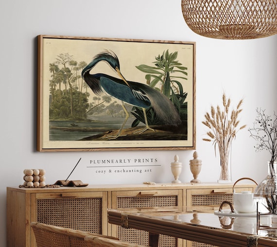 Louisiana Heron Audubon Illustration Framed Canvas Art