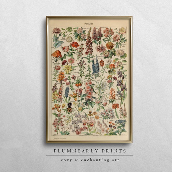 Adolphe Millot Vintage Flowers Illustration Poster Digital Art Print, Floral Wildflower Cottagecore Gardener Educational Botanist Decor Gift