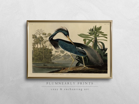 Louisiana Heron Audubon Illustration Digital Art Print, Vintage Bird Classic Wildlife Poster, Neutral Blue Coastal Beach Lake House Decor