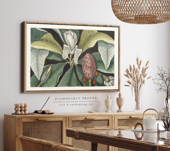 Mark Catesby Magnolia Tree Botanical Illustration Framed Canvas Art